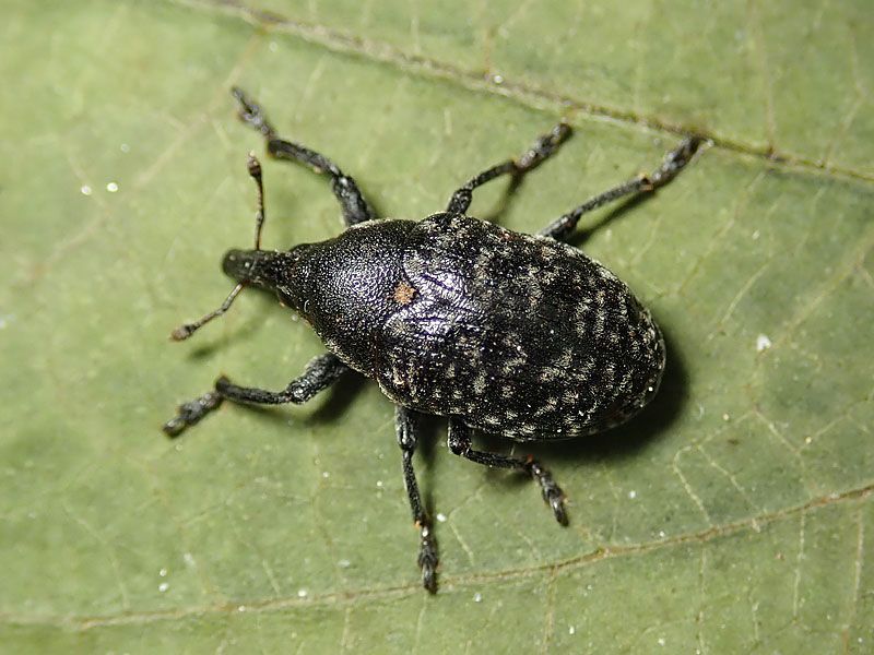 Curculionidae: Larinus sturnus ? No, Larinus turbinatus